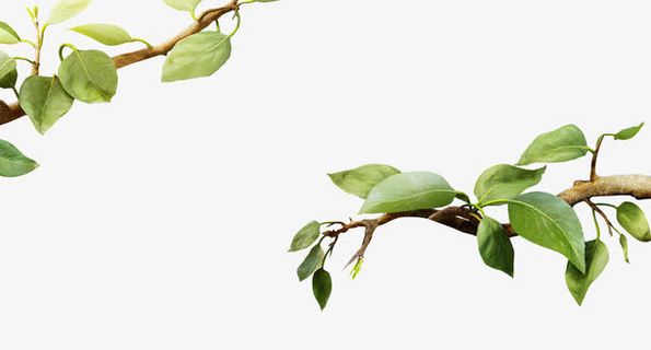 植物树叶树枝效果免抠