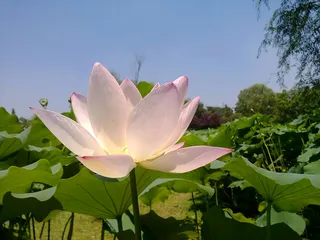 七月之风光夏荷之花高清