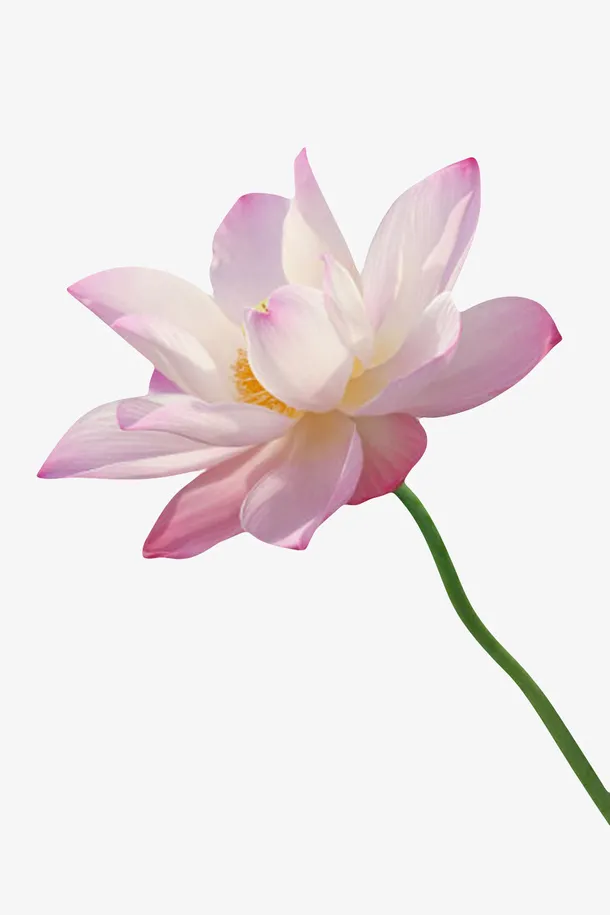 粉红色纯洁的印度国花水芙蓉实物免抠漂浮花瓣元素