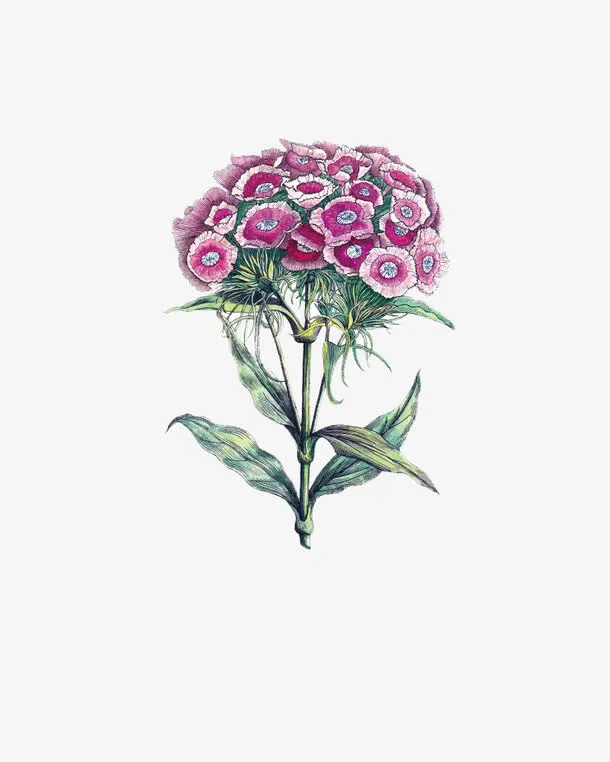 手绘鲜花免抠