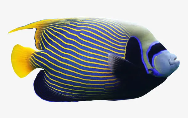 深海扁嘴鱼免抠