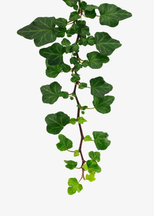 爬墙植物免抠