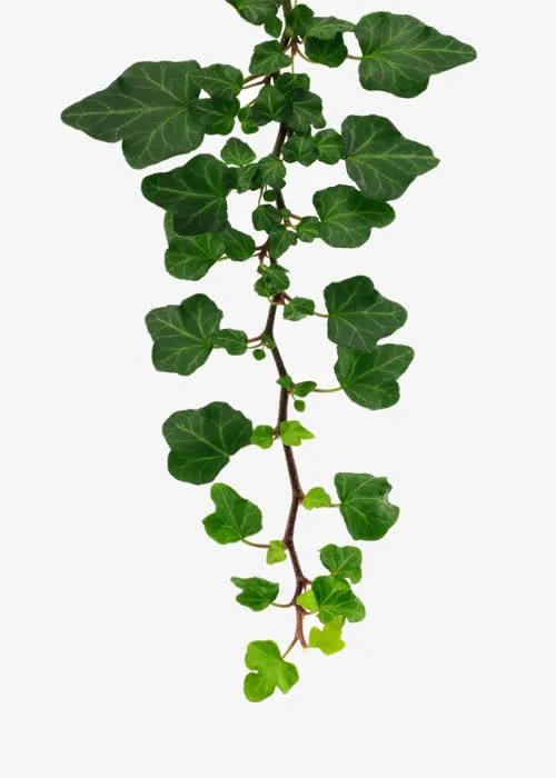 爬墙植物免抠