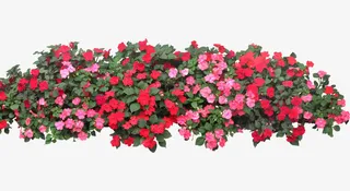 红色矮牵牛花丛免抠