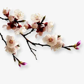 枝头绽放的白色花卉海报背景