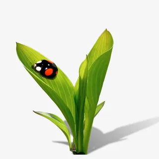 春天清晰树叶免抠