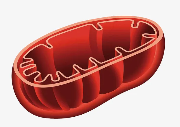 人体细胞线粒体横截面免抠