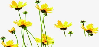 春季黄色小花花苞免抠