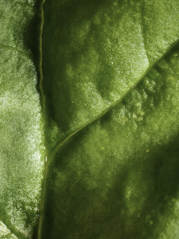 绿色植物表面叶脉高清摄影免抠