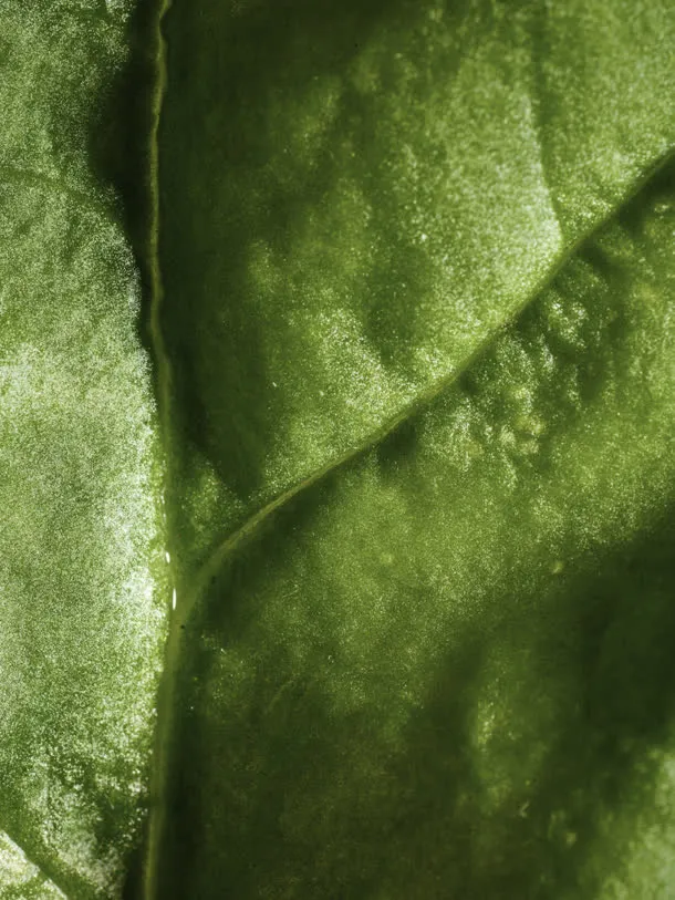 绿色植物表面叶脉高清摄影免抠