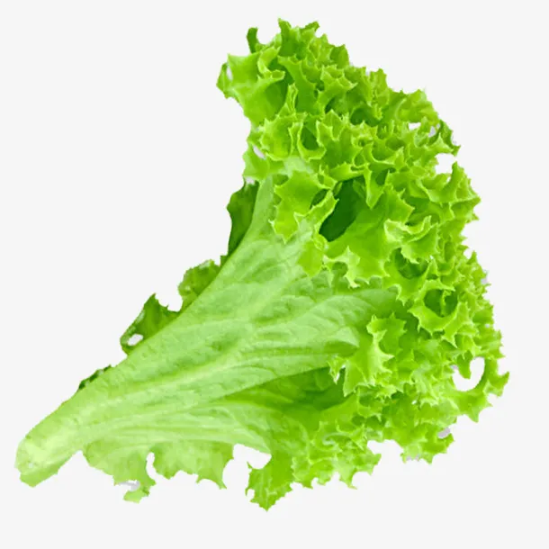 实物绿色新鲜生菜免抠