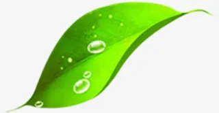 春天清爽绿色露珠树叶免抠