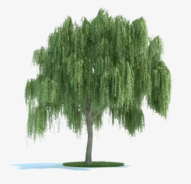 绿色柳树免抠