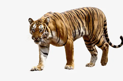 孟加拉大老虎免抠