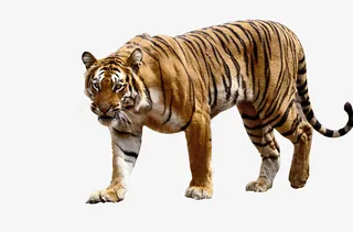 孟加拉大老虎免抠