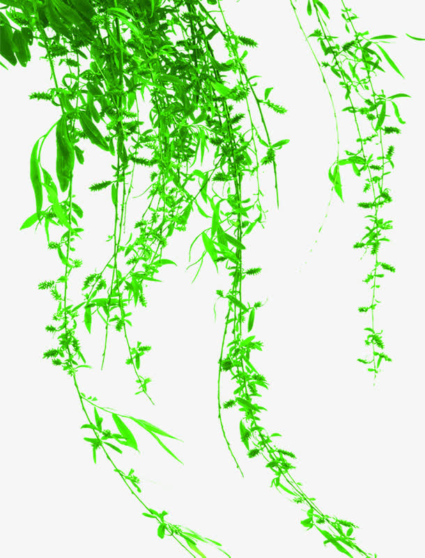 绿色清爽春天树藤免抠