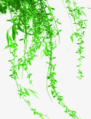 绿色清爽春天树藤免抠