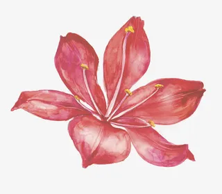 手绘红色百合花免抠