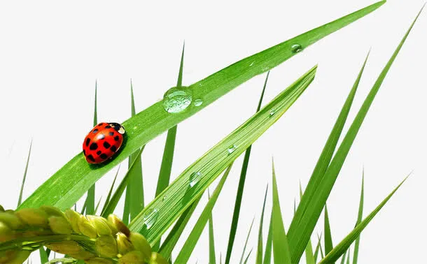露珠粮食小草瓢虫免抠