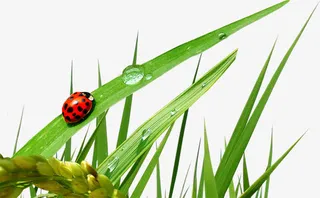 露珠粮食小草瓢虫免抠