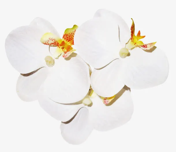 卡通花瓣免抠