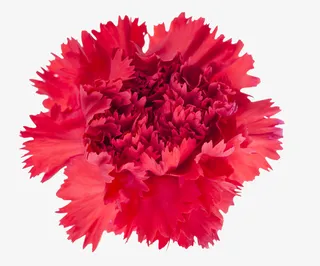 红色康乃馨摄影特写免抠