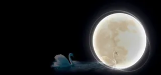 天鹅之恋海报高清