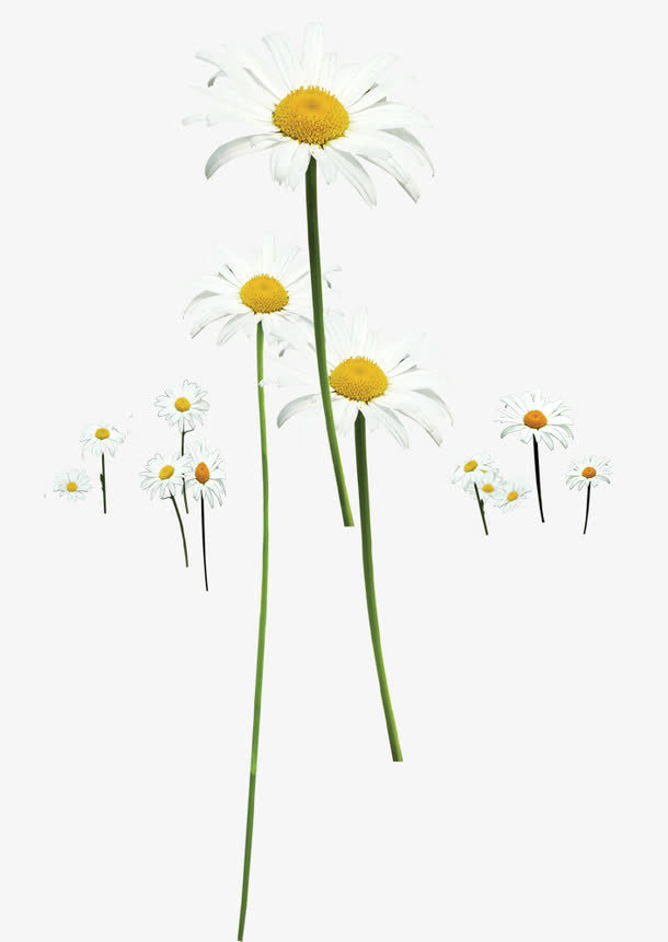 春天唯美野菊花免抠