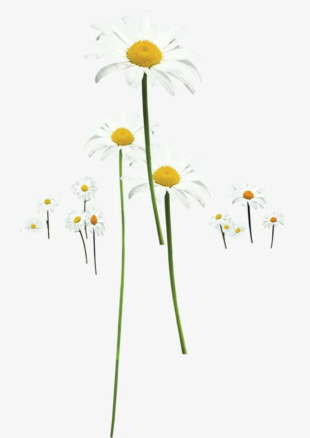 春天唯美野菊花免抠
