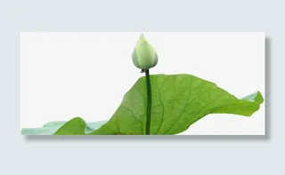 莲花创意科技清新免抠