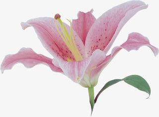 粉色百合花免抠