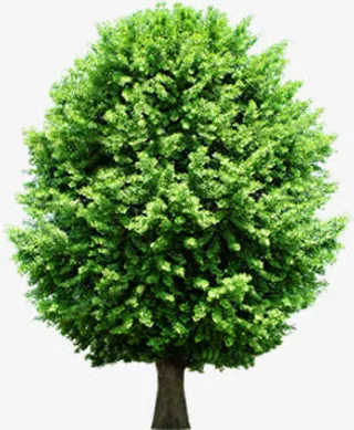 春天圆形大树景观免抠