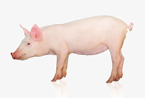 家猪实物图免抠