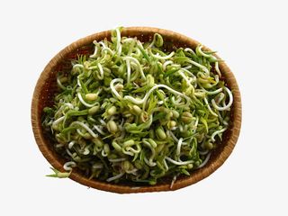 一簸箕豆芽菜免抠