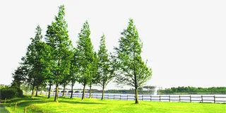 手绘春天大树风景免抠