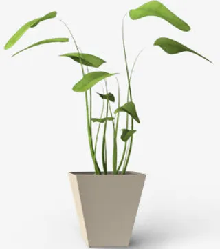 绿叶盆栽图片免抠