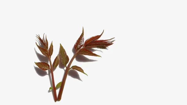 棕色新鲜的香椿芽免抠