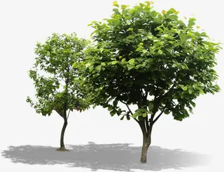 春天白色踏青大树风景免抠