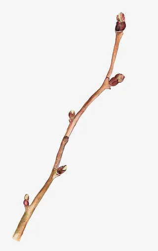 长嫩芽的树枝免抠