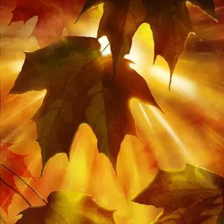 阳光透过树叶免抠