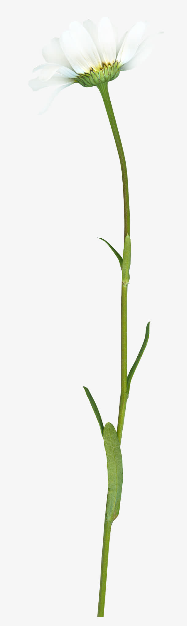 ps花草素材卡通免抠