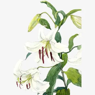 手绘白色百合花免抠