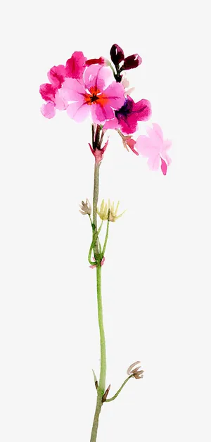 水彩的花蕾免抠