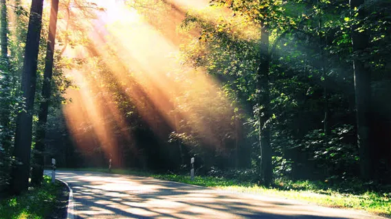 阳光下的森林海报背景免抠背景banner海报元素