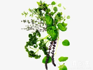 积雪草又名铜钱草免抠