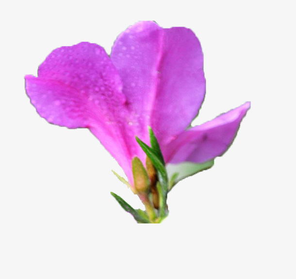 一朵绽放的紫色杜鹃花背影免抠
