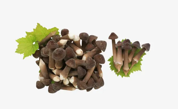 餐食营养食用菌鸡枞菌菇免抠