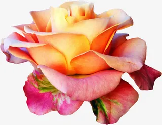 盛开的粉色玫瑰免抠