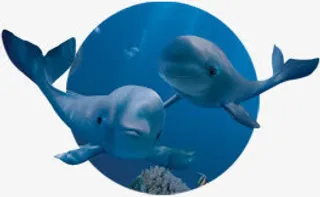 蓝色鲸鱼圆形背景