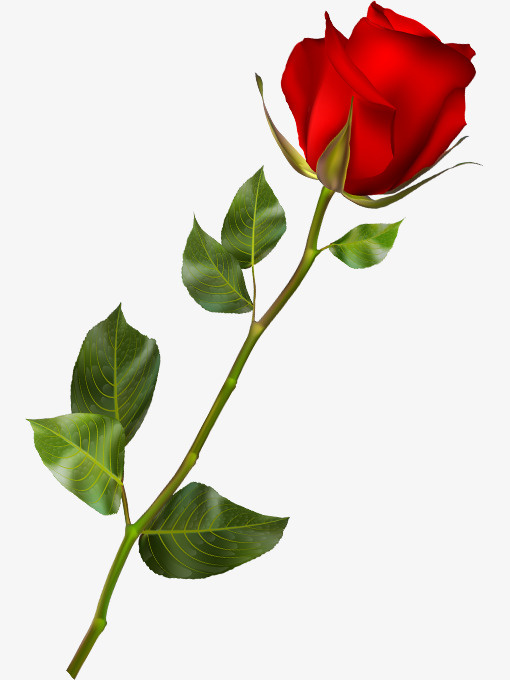 红色情人节玫瑰花免抠